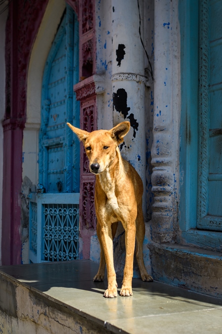 Indian street dog or stray pariah dog in the sun with blue door background, Jodhpur, India, 2022