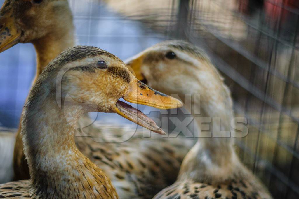 Ducks on sale for meat at an animal market