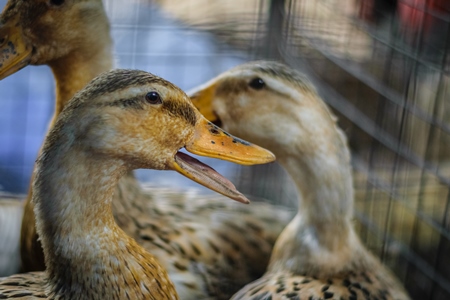 Ducks on sale for meat at an animal market