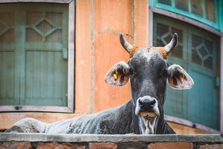 Indian street cow or bullock in front of buildings in the street, Jodhpur, Rajasthan, India, 2022