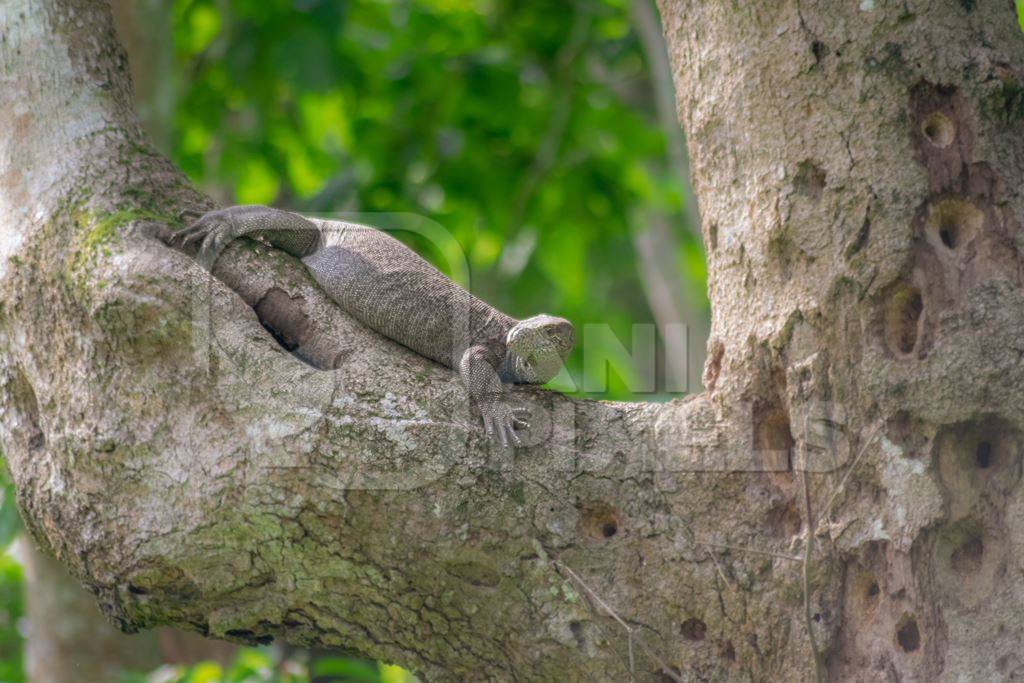 Indian monitor lizard or Bengal monitor in a tree in Kaziranga National Park in Assam in India