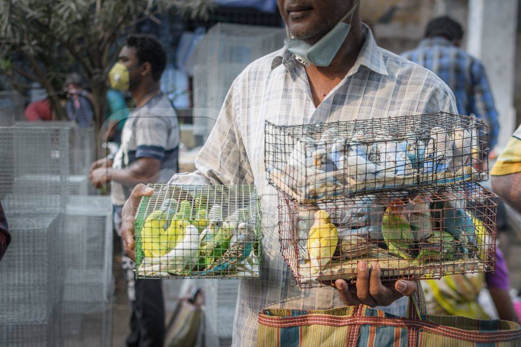 Caged budgerigar birds and lovebirds on sale in the pet trade by bird sellers at Galiff Street pet market, Kolkata, India, 2022