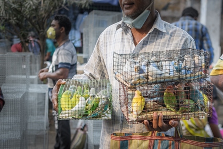 Caged budgerigar birds and lovebirds on sale in the pet trade by bird sellers at Galiff Street pet market, Kolkata, India, 2022