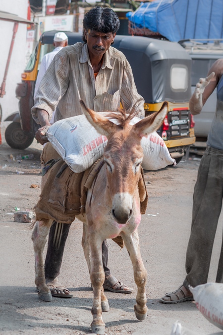 Man loading working Indian donkey used for animal labour with heavy sacks of cement in an urban city in Maharashtra in India