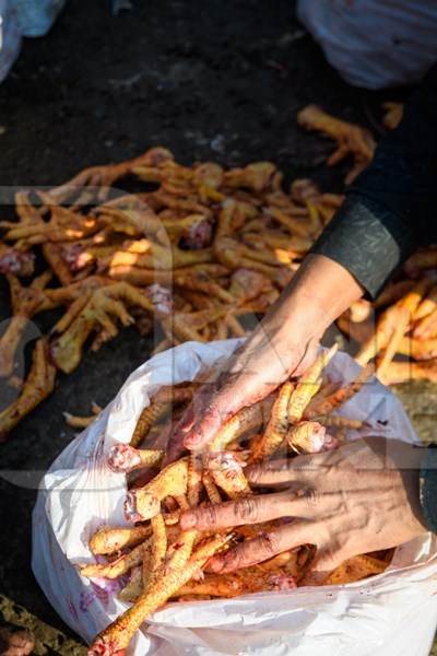 Plastic bags of legs of Indian broiler chickens on sale at Ghazipur murga mandi, Ghazipur, Delhi, India, 2022