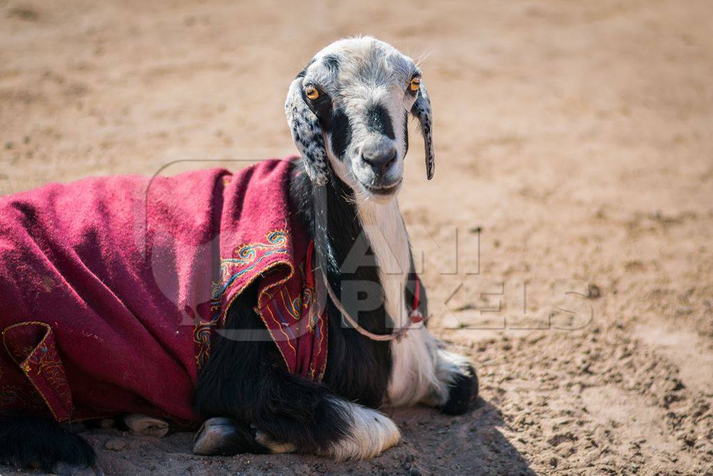 Goat sitting on the ground with brown background