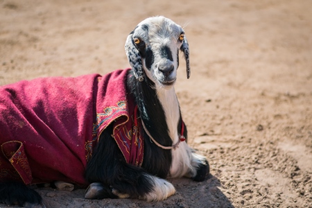 Goat sitting on the ground with brown background