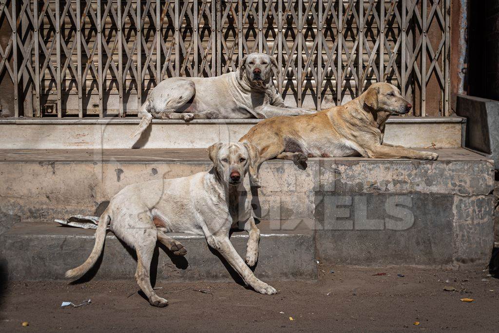 Three Indian street dogs or stray pariah dogs sitting in the street in the urban city of Jodhpur, India, 2022