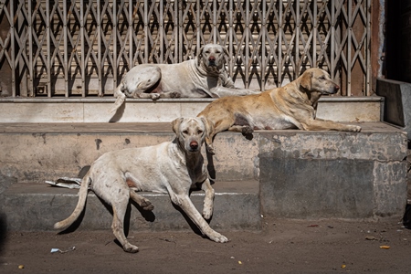Three Indian street dogs or stray pariah dogs sitting in the street in the urban city of Jodhpur, India, 2022