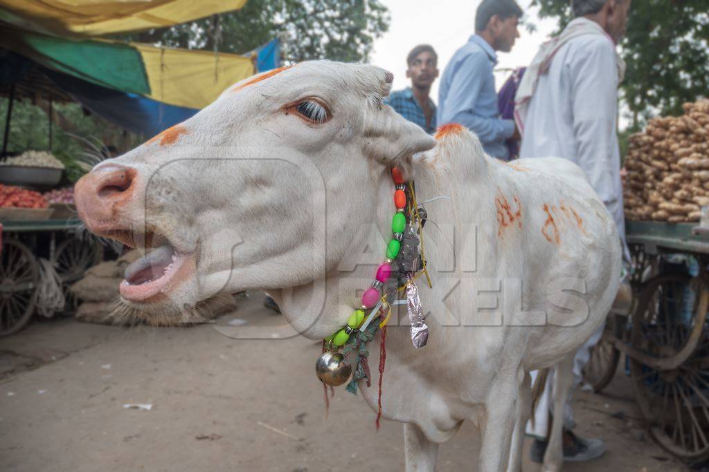 Photo of Indian street cow or bullock calf walking in the road at a market in small town in Rajasthan in India