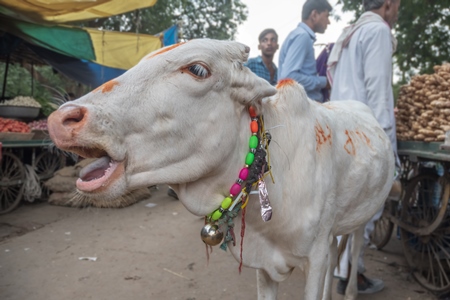 Photo of Indian street cow or bullock calf walking in the road at a market in small town in Rajasthan in India