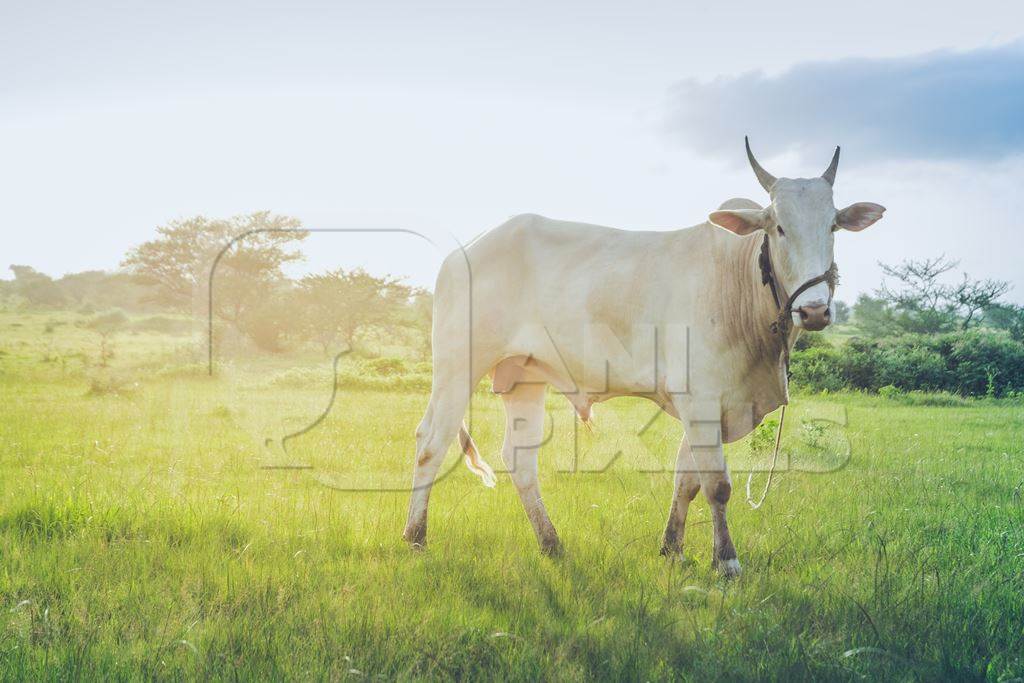 Large bullock or bull in green field on the outskirts of Pune