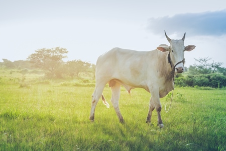 Large bullock or bull in green field on the outskirts of Pune