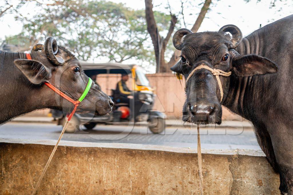 Indian dairy buffaloes on an urban tabela in the divider of a busy road, Pune, Maharashtra, India, 2024