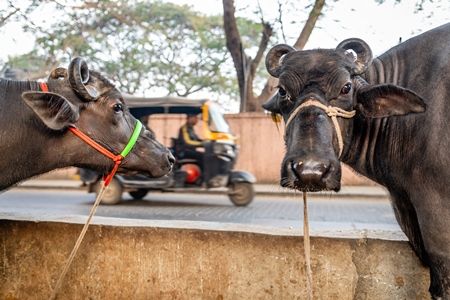 Indian dairy buffaloes on an urban tabela in the divider of a busy road, Pune, Maharashtra, India, 2024