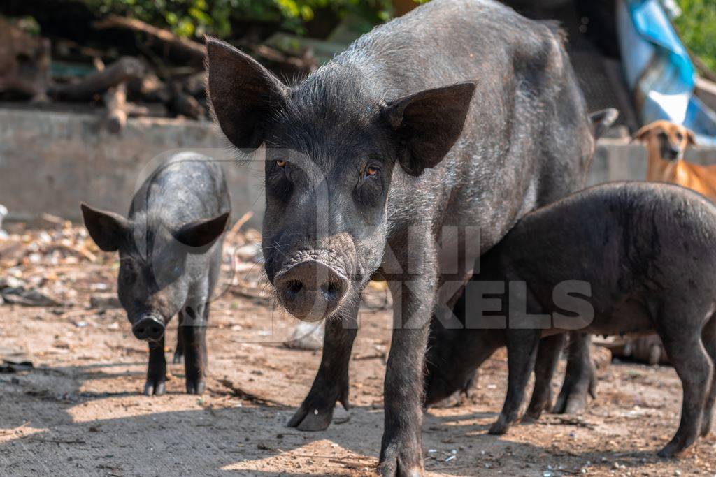 Indian urban or feral mother pig and piglets in a slum area in an urban city in Maharashtra in India