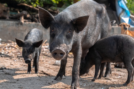 Indian urban or feral mother pig and piglets in a slum area in an urban city in Maharashtra in India