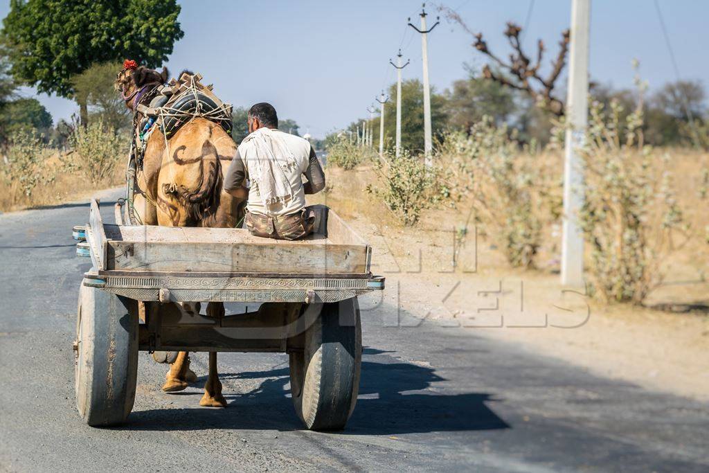 Working camel pulling cart on dusty road in Rajasthan with man riding