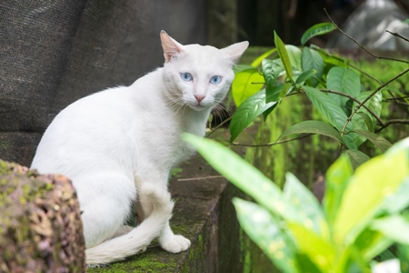 White street cat in Goa, India