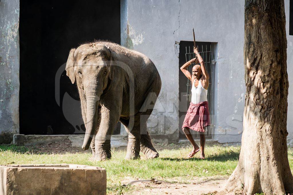 Man hitting elephant with a stick in Sanjay Gandhi Jaivik Udyan zoo