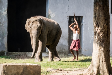 Man hitting elephant with a stick in Sanjay Gandhi Jaivik Udyan zoo