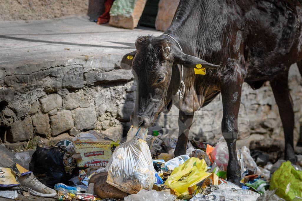 Indian street cow eating plastic bags on a garbage dump, Ghazipur, Delhi, India, 2022