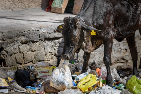 Indian street cow eating plastic bags on a garbage dump, Ghazipur, Delhi, India, 2022