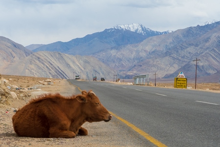 Photo of Indian street cow on side of a road in rural Ladakh in the Himalayan mountains of India